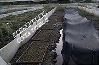 亩产4000斤黑斑蛙养殖基地