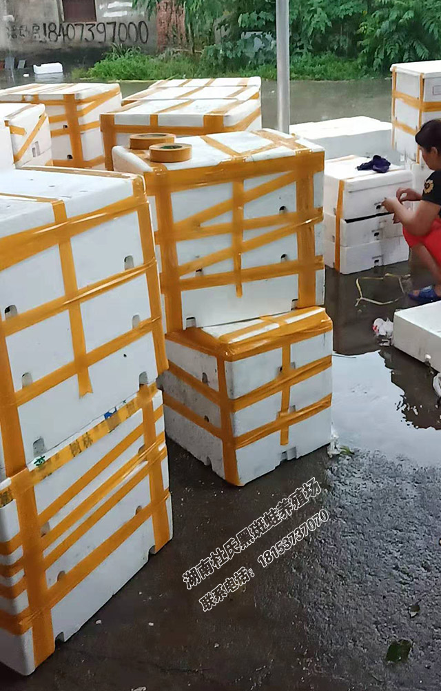 正在打包发往浙江杭州的2000斤商品蛙