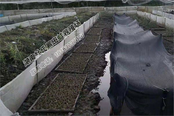 亩产4000斤一亩的黑斑蛙养殖基地